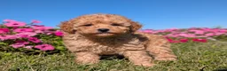 Toy Poodle dogs for sale: Toy Poodle 4 - Ad 3