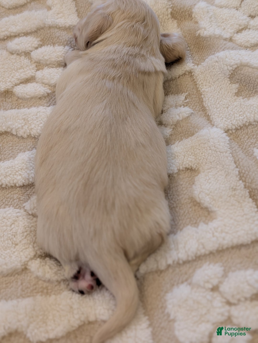 Miniature Dachshund dogs for sale: Miniature Dachshund Puppy 1 - Ad 5