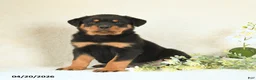 Rottweiler dogs for sale: Cupcake - Ad 1