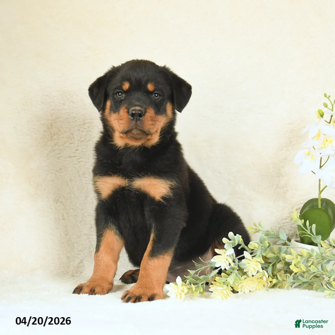 Rottweiler dogs for sale: Cupcake - Ad 1