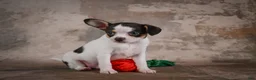 Chihuahua dogs for sale: Earl - Ad 7