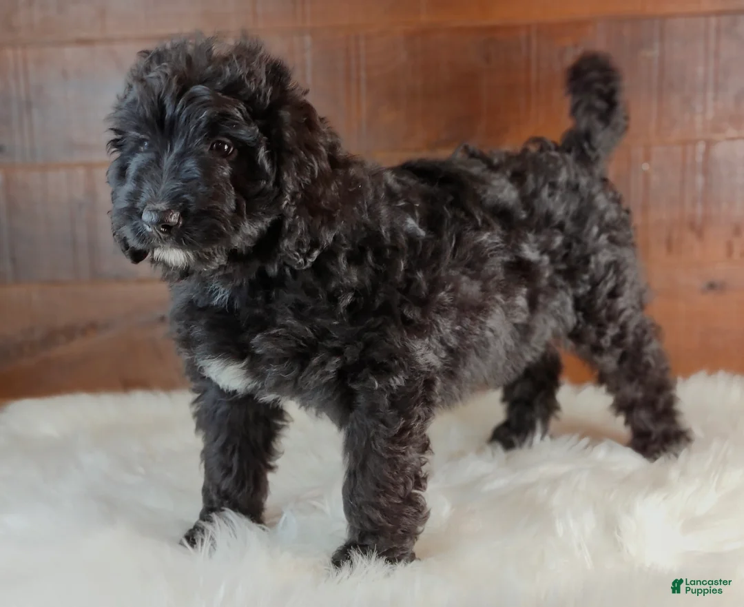 Bernedoodle dogs for sale: Espresso  - Ad 2