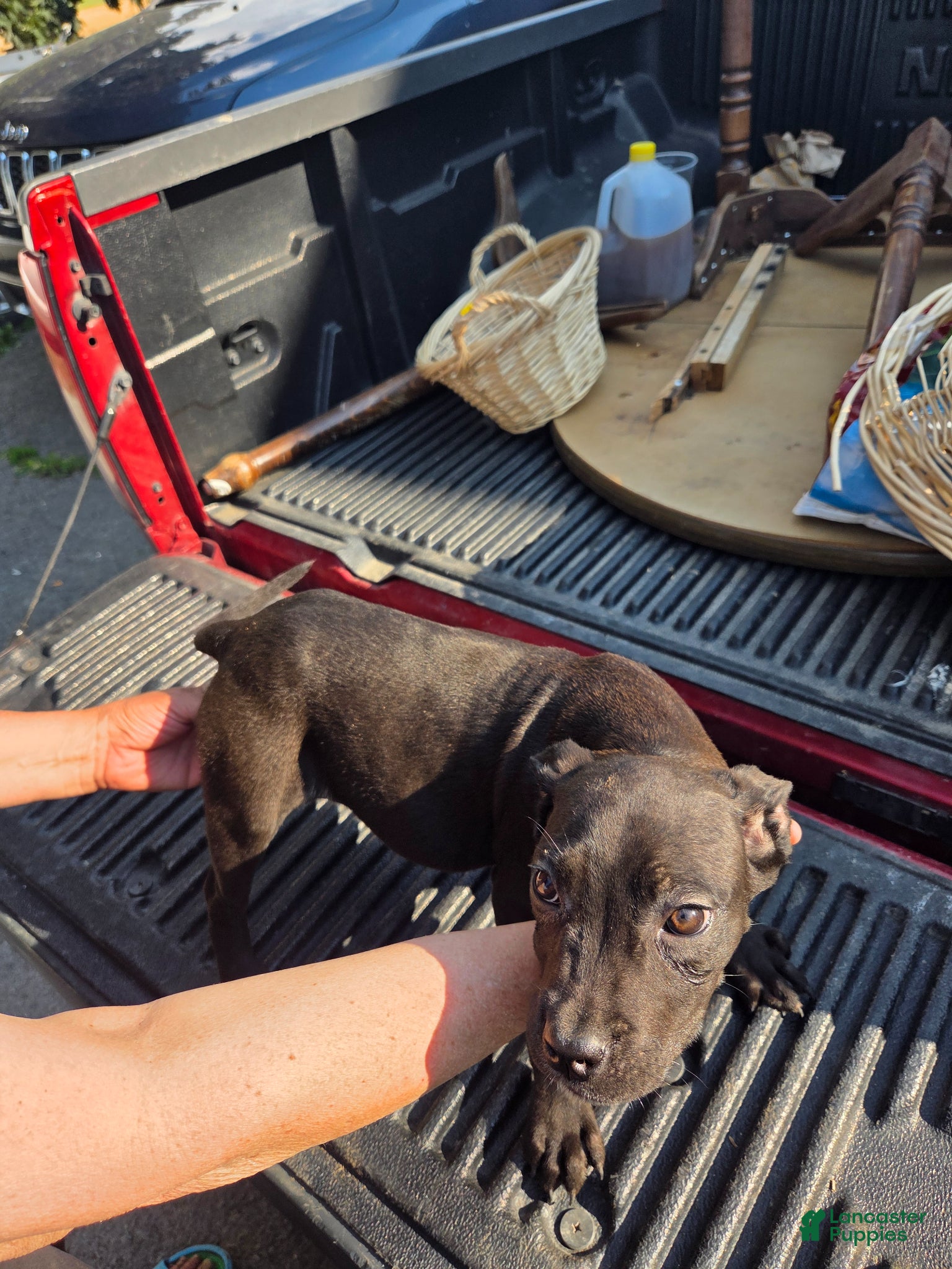 Mixed Breed dogs Mixed Breed Puppy 2 - Ad 29