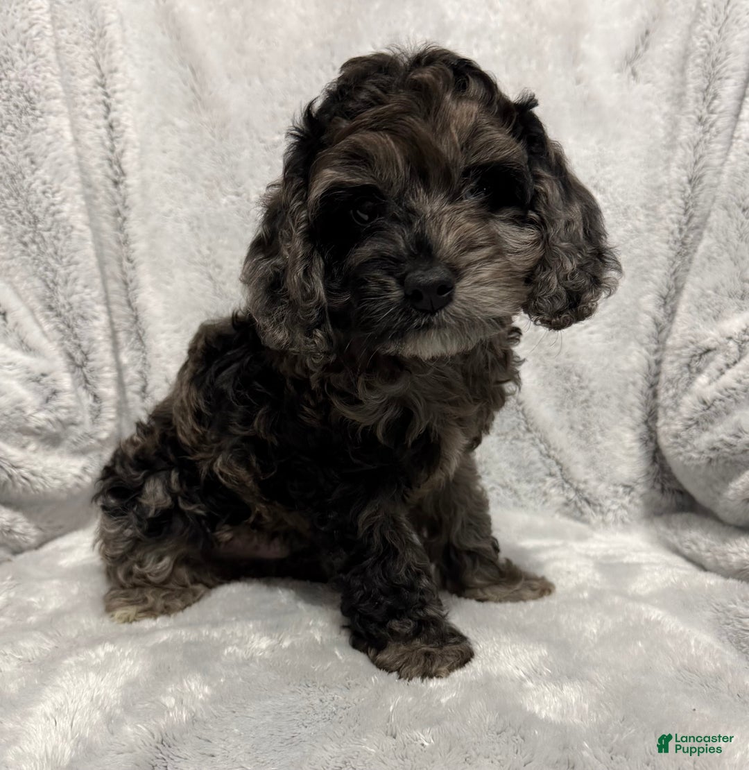 Cavapoo dogs for sale: Alex - Ad 1