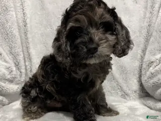 Cavapoo dogs Alex - Ad 26