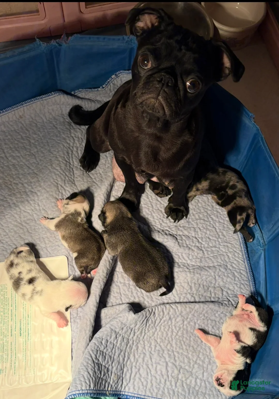 Pug dogs for sale: Elphaba - Ad 4