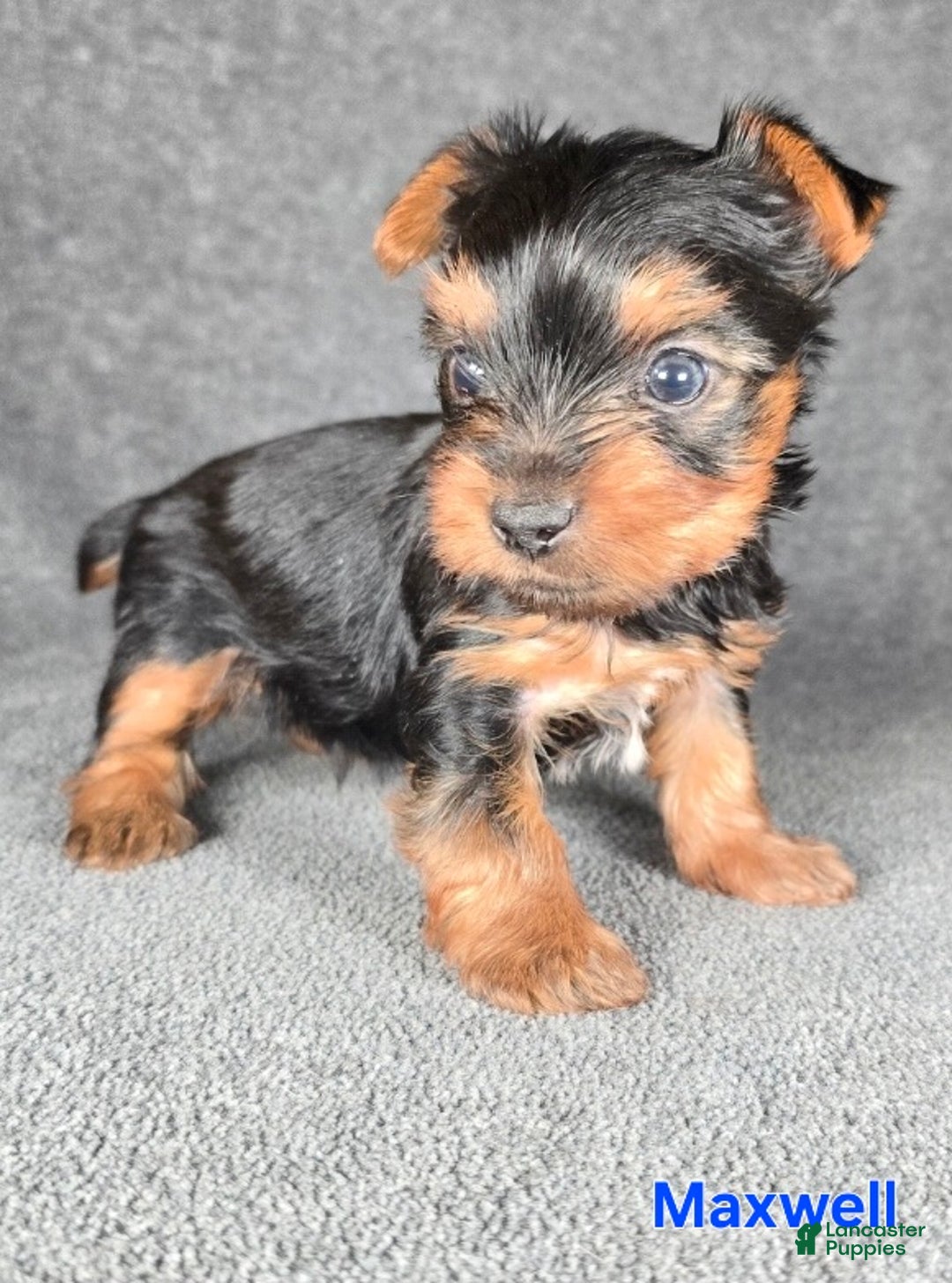 Yorkshire Terrier dogs for sale: Maxwell - Ad 13