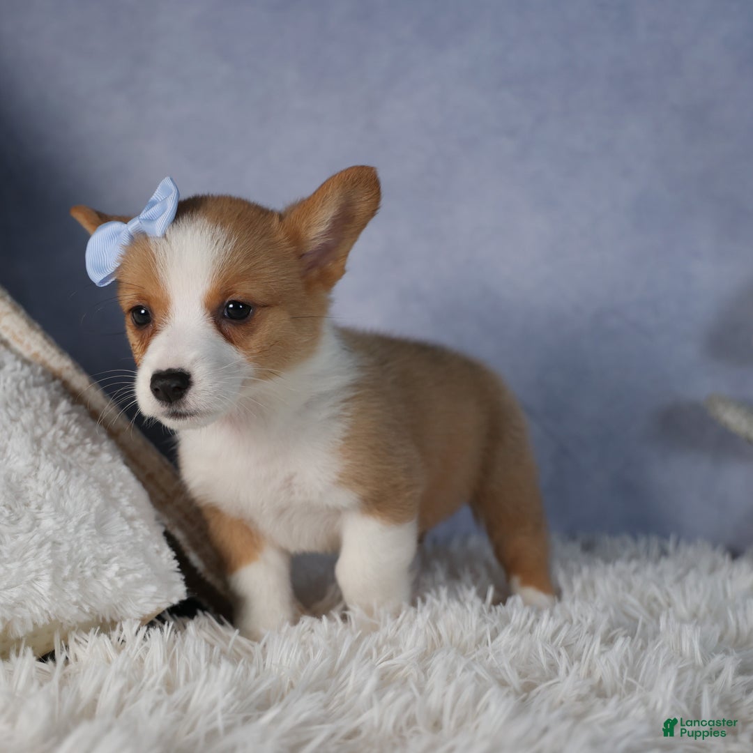 Welsh Corgi Pembroke dogs for sale: Diana - Ad 5