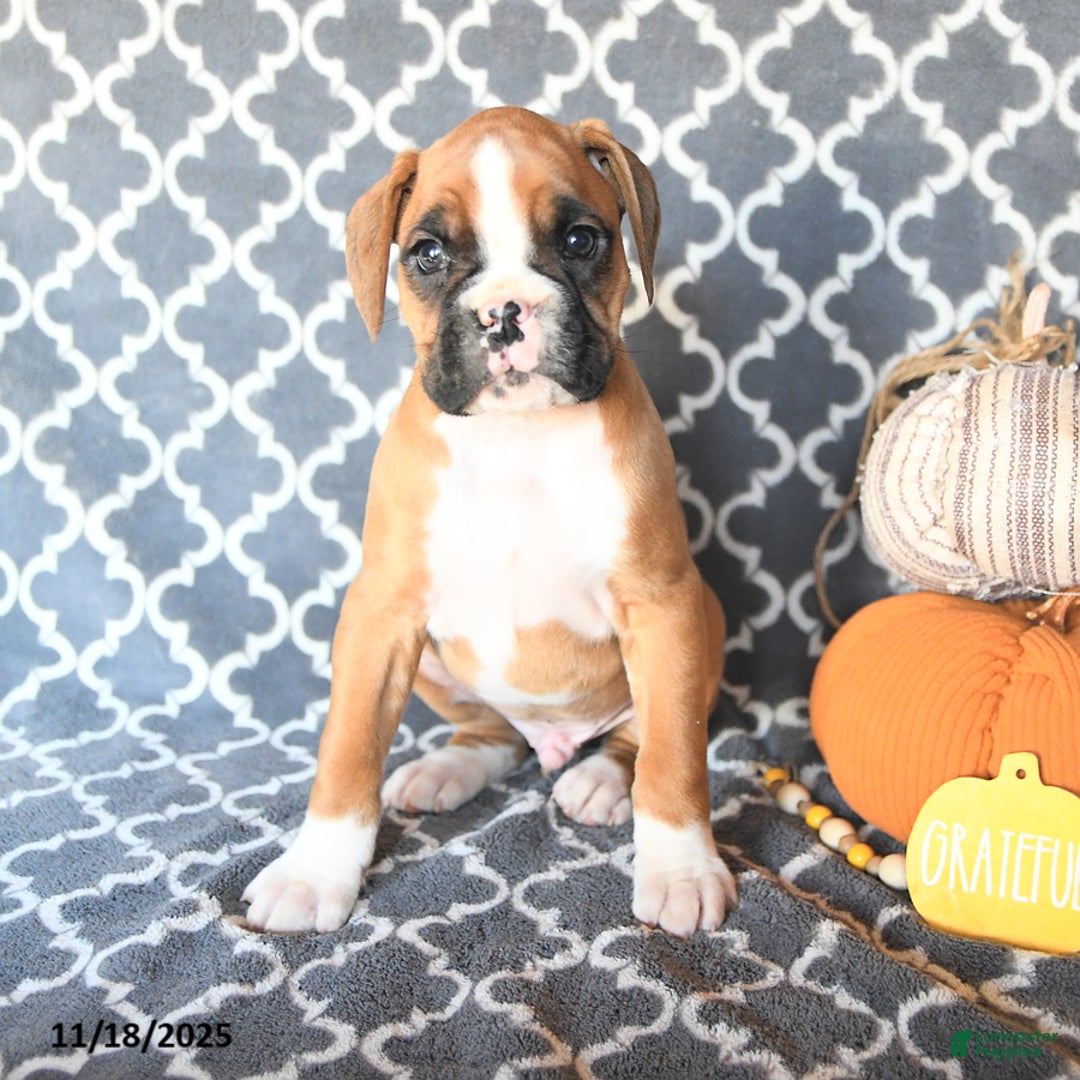 Boxer dogs for sale: Timmy - Ad 3