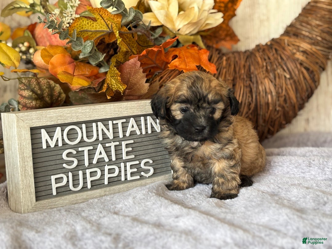 Gallery Image {{count}}