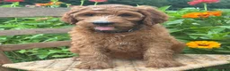 Irish Doodle dogs for sale: Maple - Ad 9
