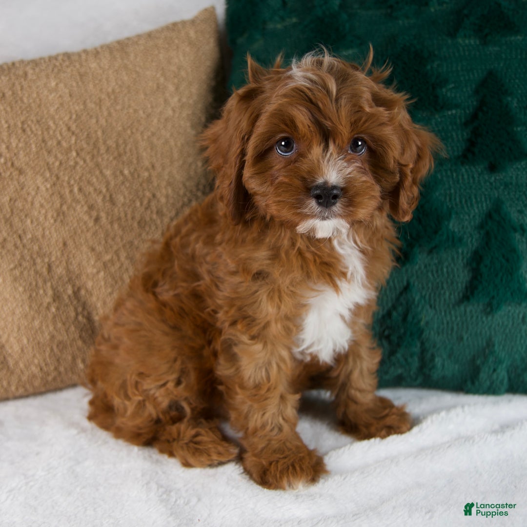 Cavapoo dogs for sale: Audi - Ad 2