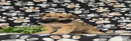 Jackapoo dogs for sale: Sebastian - Ad 1