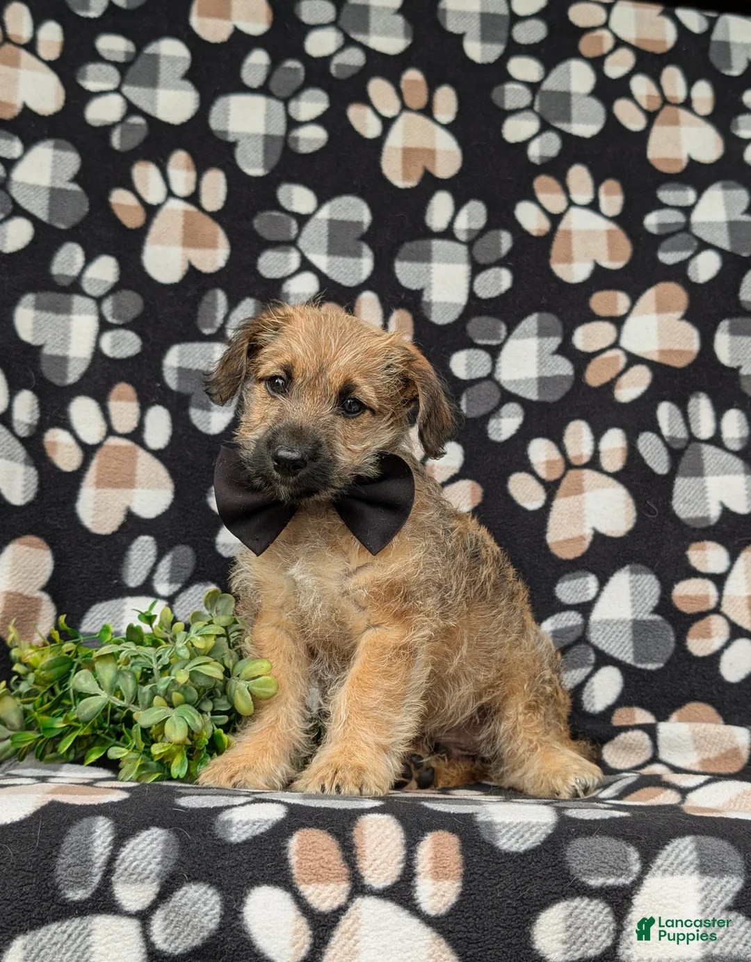 Jackapoo dogs for sale: Sebastian - Ad 1