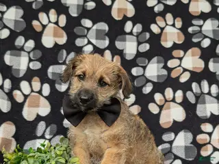 Jackapoo dogs for sale: Sebastian - Ad 4
