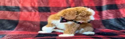 Miniature Poodle dogs for sale: Twix - Ad 6