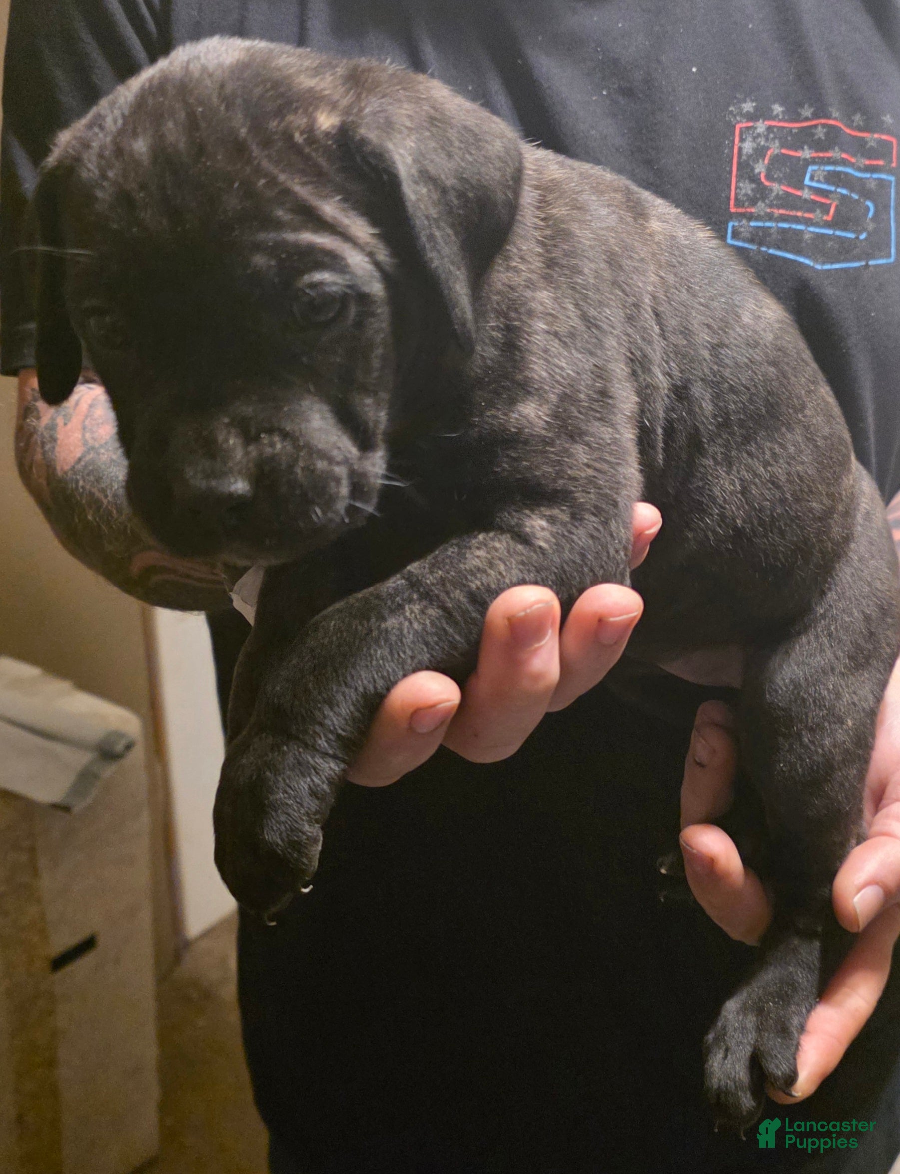 Cane Corso dogs Cane Corso Puppy 6 - Ad 5