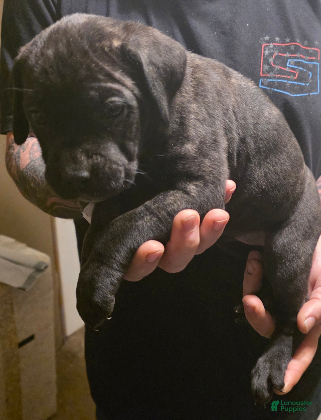 Cane Corso dogs for sale: Cane Corso Puppy 6 - Ad 1