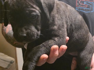 Cane Corso dogs Cane Corso Puppy 6 - Ad 39