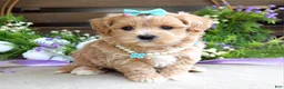 Maltipoo dogs for sale: Bella - Ad 3