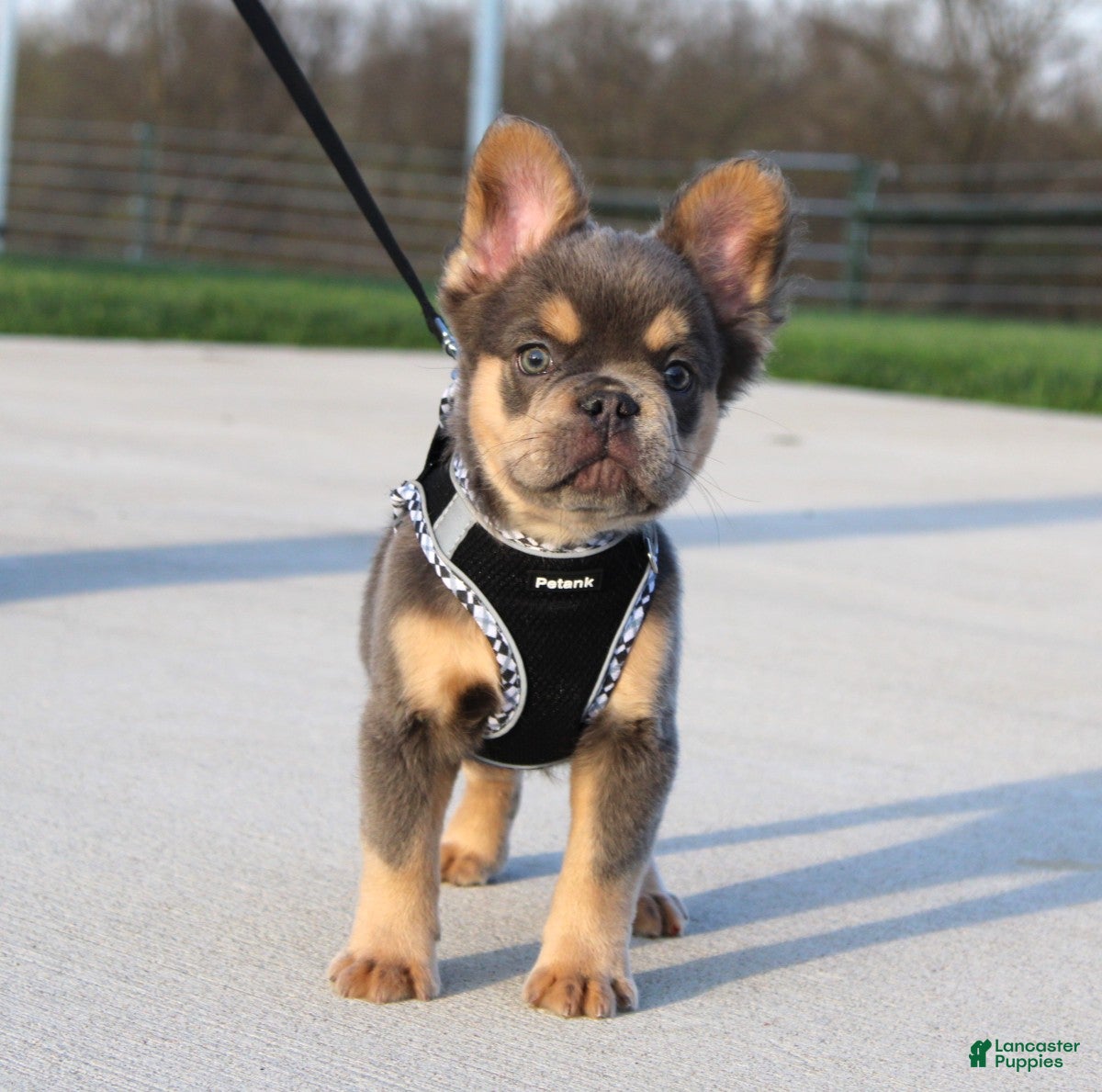 French Bulldog dogs Bryce - Ad 1