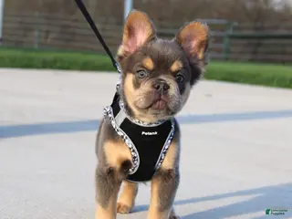 French Bulldog dogs for sale: Bryce - Ad 4