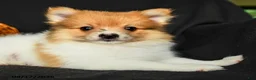 Pomeranian dogs for sale: Polly - Ad 4