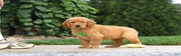 Golden Retriever dogs for sale: Moose — Your New Golden Best Friend! 🐾 - Ad 5