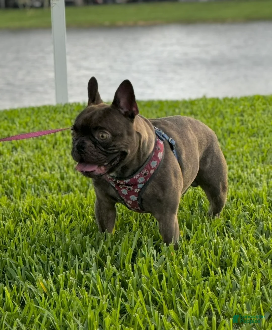 French Bulldog dogs for sale: Tiny - Ad 6