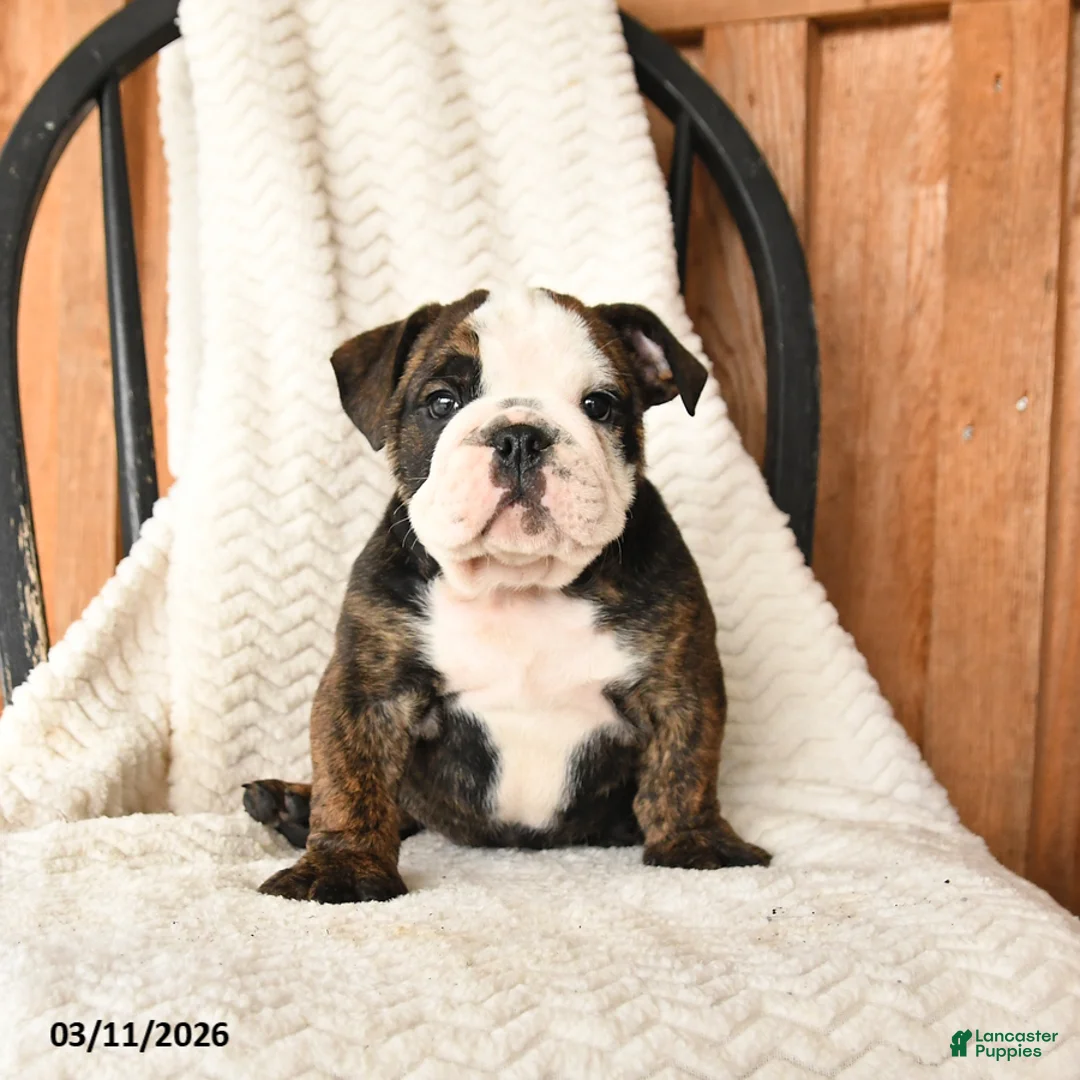 English Bulldog dogs for sale: Max - Ad 5