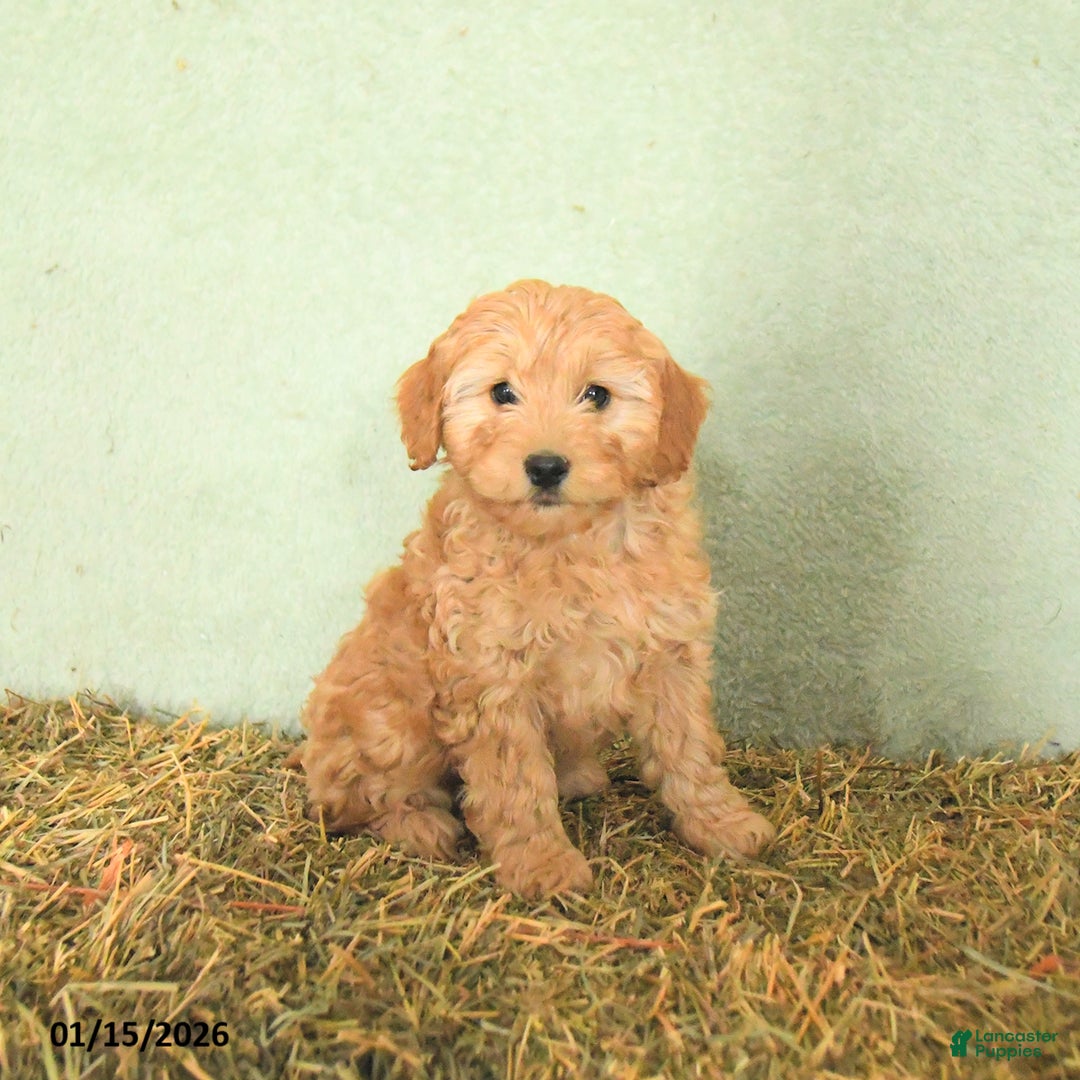 Mini Goldendoodle dogs for sale: Brooks  - Ad 3