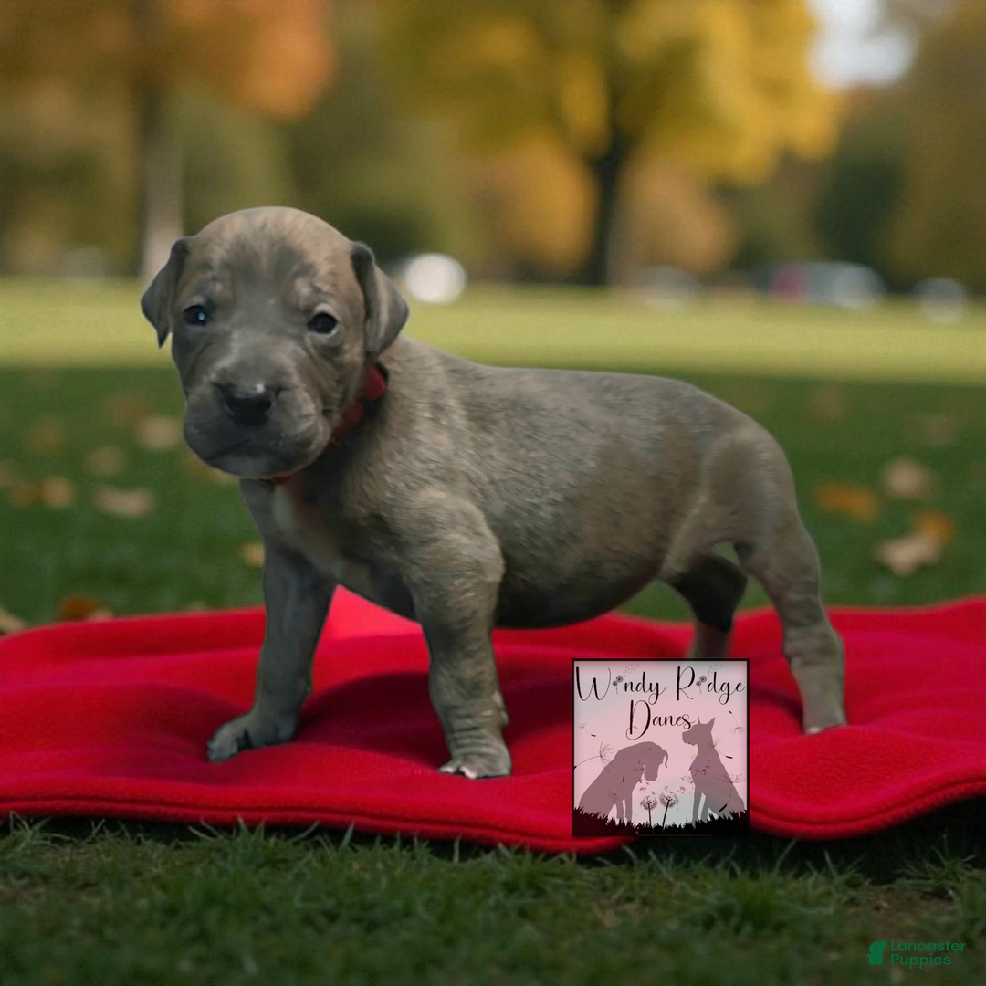 Great Dane dogs for sale: Great Dane Puppy 1 - Ad 6