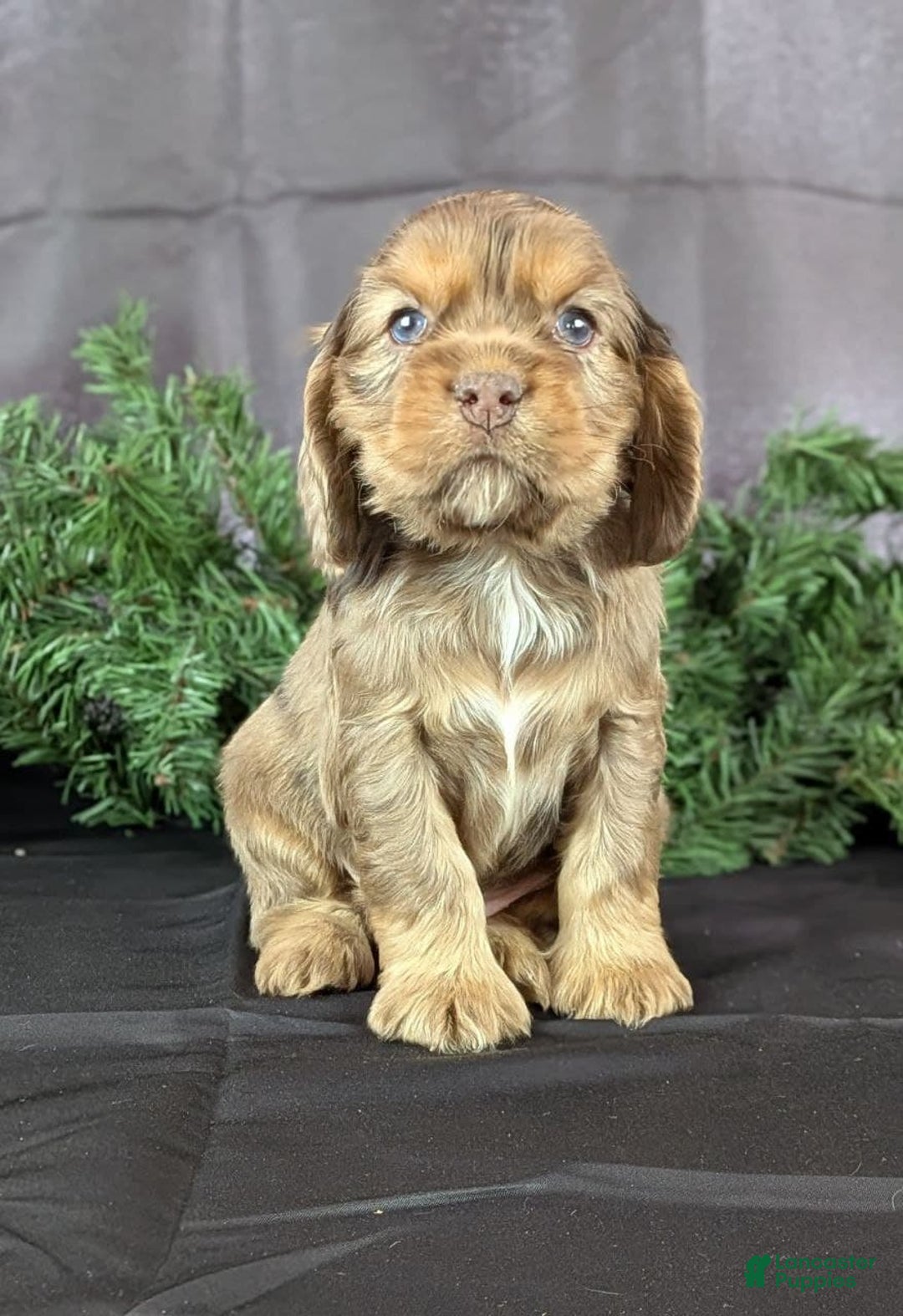 Cocker Spaniel dogs for sale: Victor - Ad 6