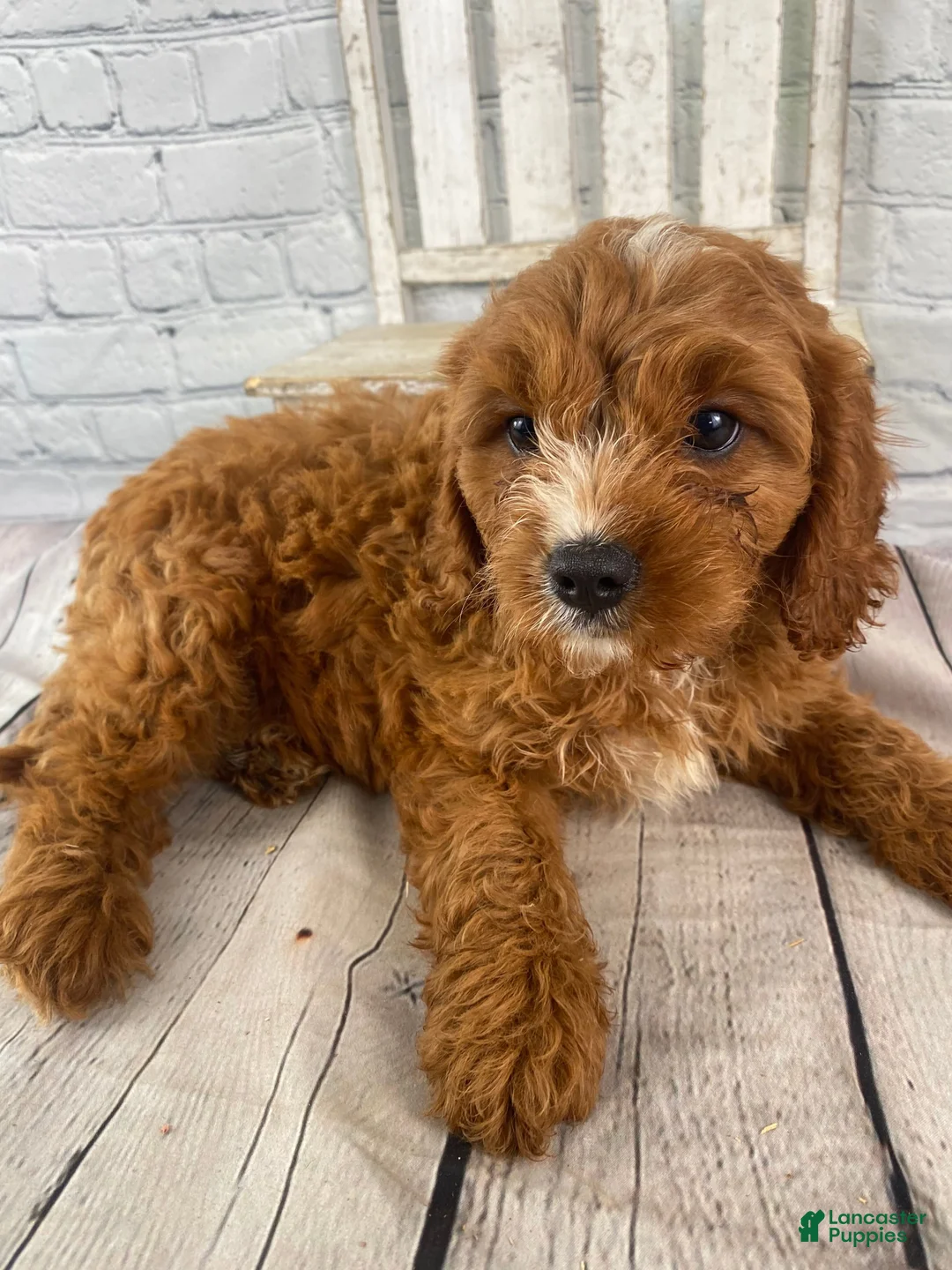 Cavapoo dogs for sale: Teddy - Ad 1