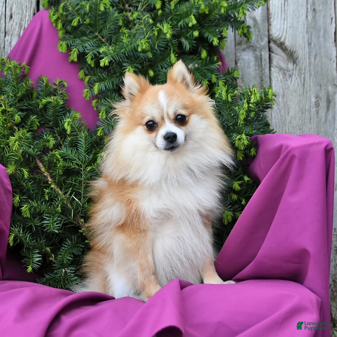 Pomeranian dogs for sale: Lassie - Ad 7