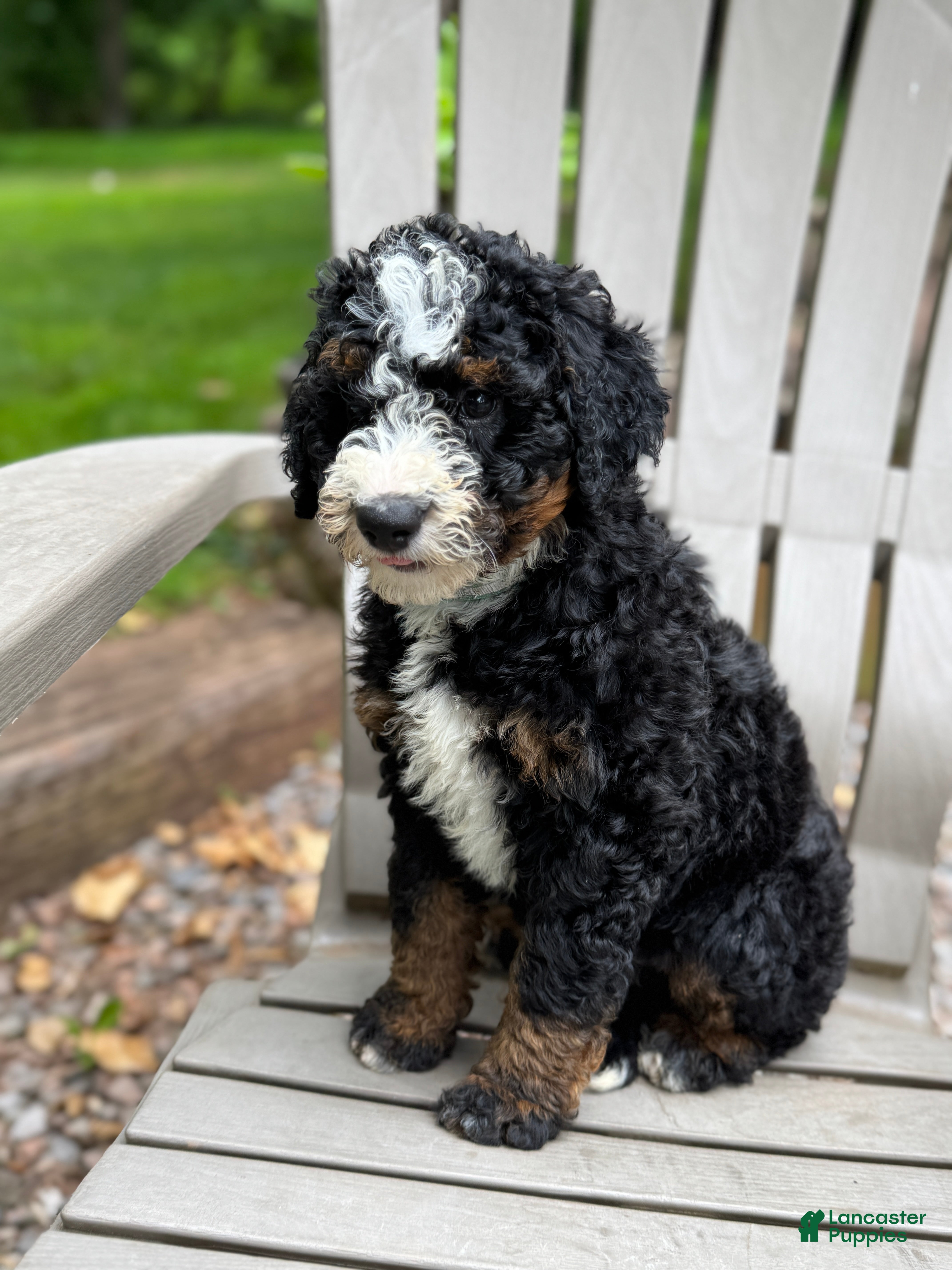 Mini Bernedoodle dogs Roxie - Ad 1