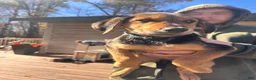 Mixed Breed dogs for sale: Mixed Breed 2 - Ad 2