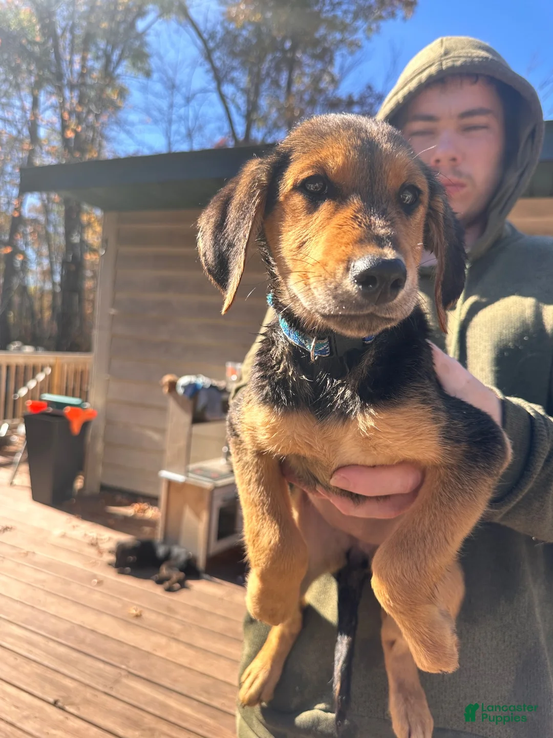 Mixed Breed dogs for sale: Mixed Breed 2 - Ad 2