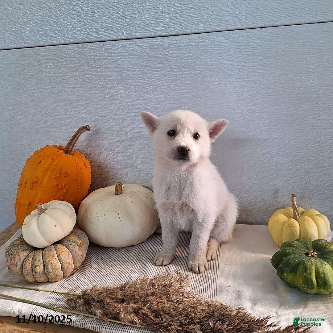 Pomsky dogs for sale: Jana - Ad 6