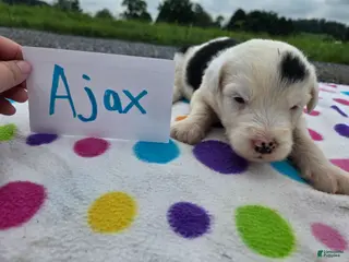 Sheepadoodle dogs Sheepadoodle 6 - Ad 2