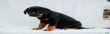Rottweiler 4