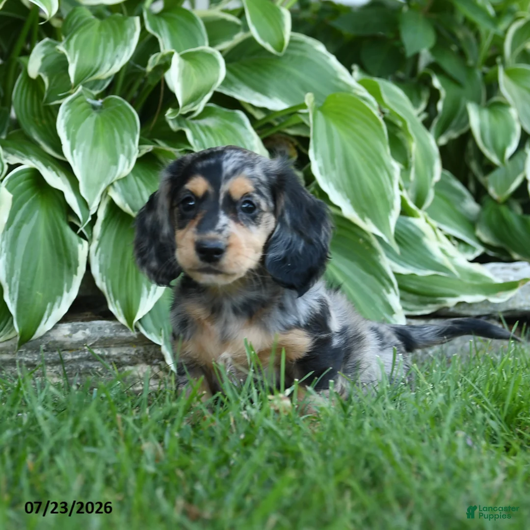 Miniature Dachshund dogs for sale: Willow - Ad 1