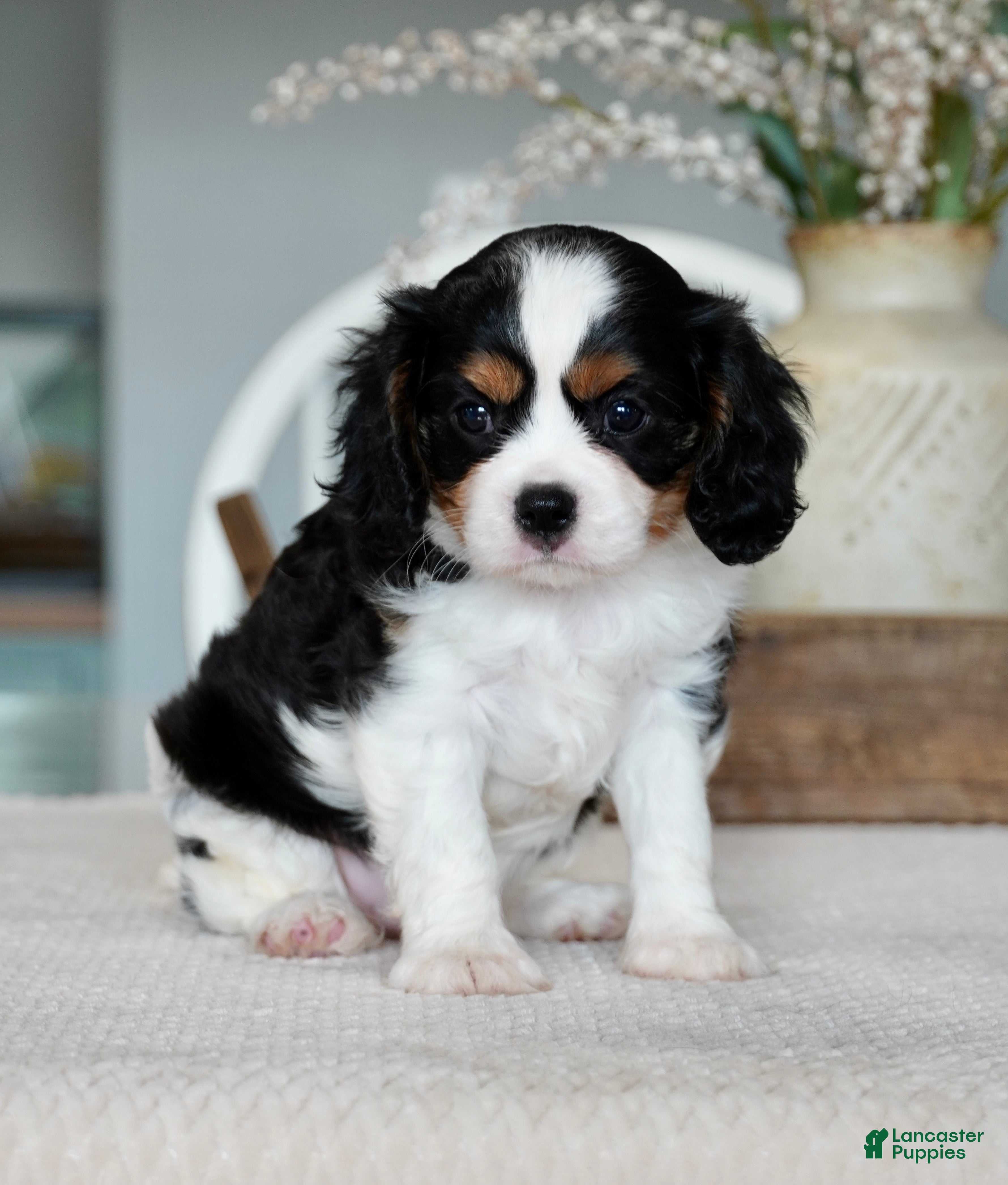 Cavalier King Charles Spaniel dogs Hazel - Ad 2