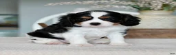 Cavalier King Charles Spaniel dogs for sale: Hazel - Ad 2