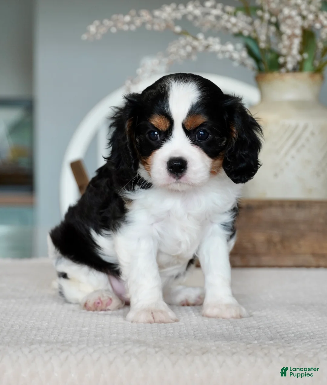 Cavalier King Charles Spaniel dogs for sale: Hazel - Ad 2