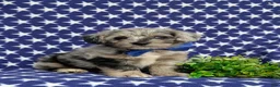 Corgipoo dogs for sale: Dalton - Ad 3