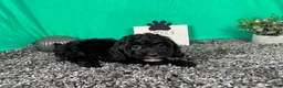 Miniature Poodle dogs for sale: Miniature Poodle 1 - Ad 3