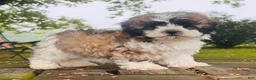 Malshi dogs for sale: Boy_3 - Ad 3