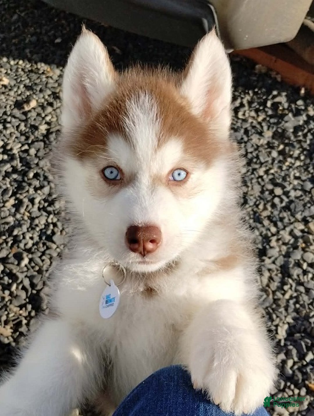 Siberian Husky dogs for sale: Dark Helmet - Ad 1