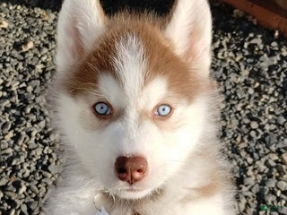 Siberian Husky dogs Dark Helmet - Ad 1